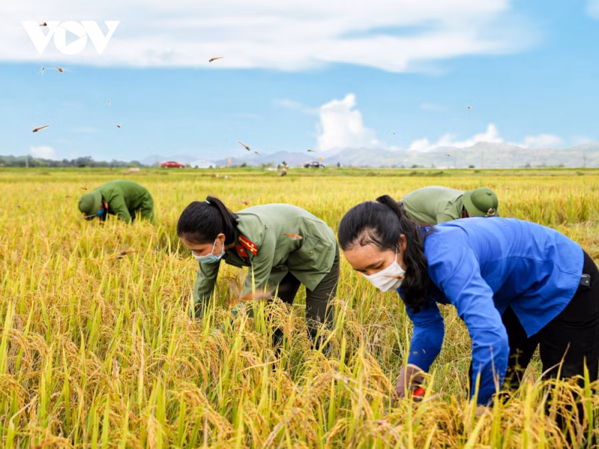 Hình ảnh công an xuống đồng giúp dân gặt lúa chạy bão - Hình 4 Hinh anh cong an xuong dong giup dan gat lua chay bao-Hinh-4