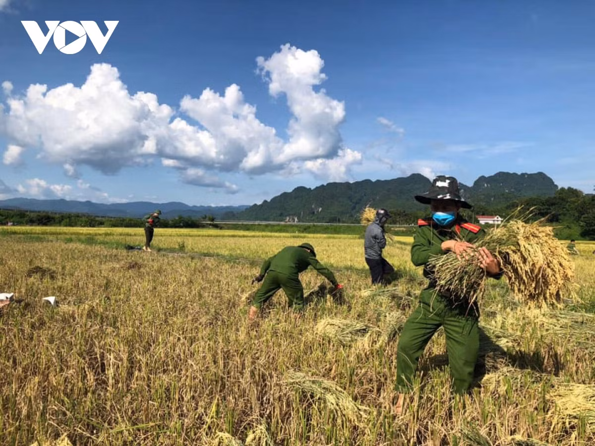 Hình ảnh công an xuống đồng giúp dân gặt lúa chạy bão - Hình 11 Hinh anh cong an xuong dong giup dan gat lua chay bao-Hinh-11