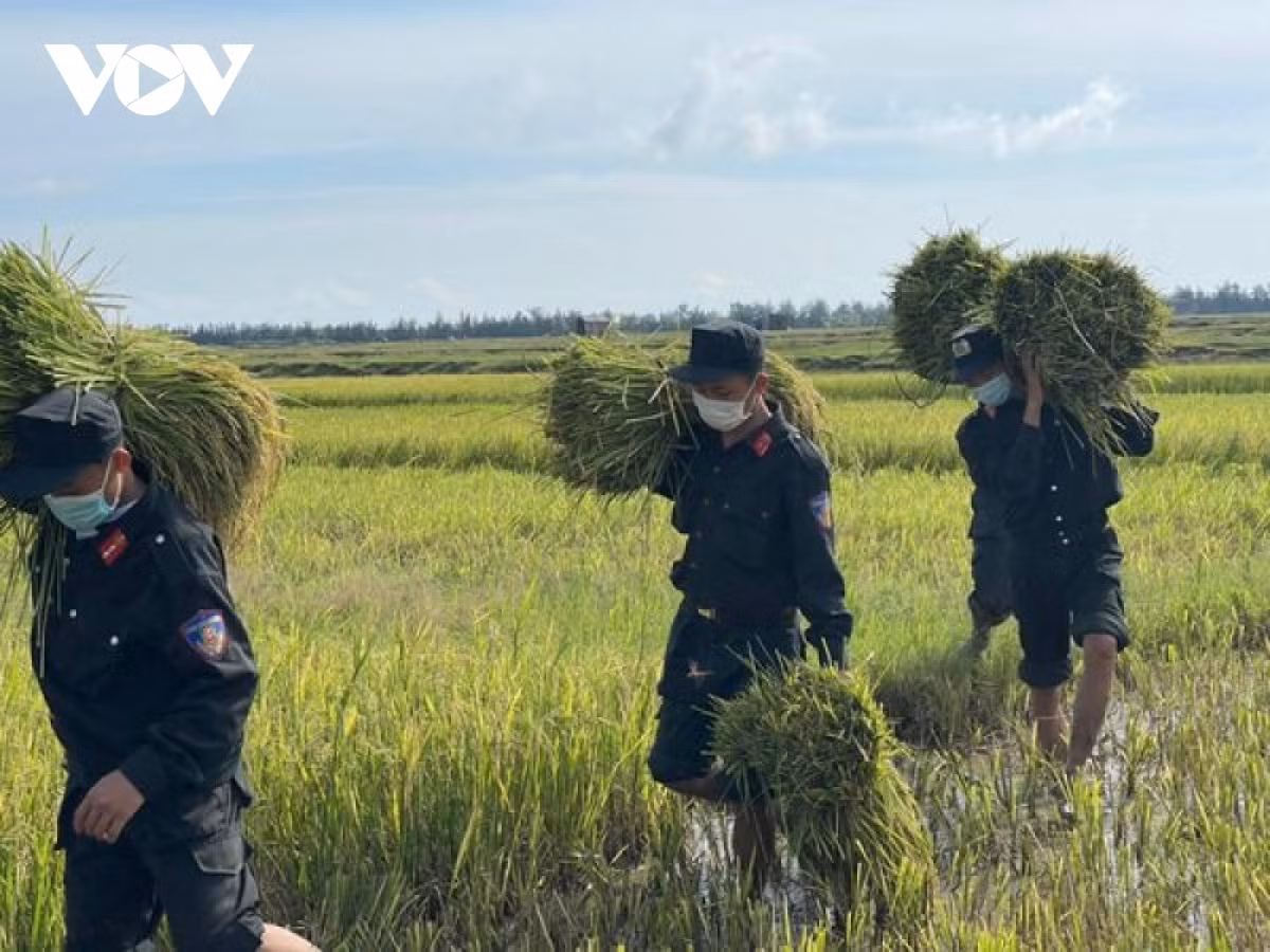 Hình ảnh công an xuống đồng giúp dân gặt lúa chạy bão - Hình 9 Hinh anh cong an xuong dong giup dan gat lua chay bao-Hinh-9