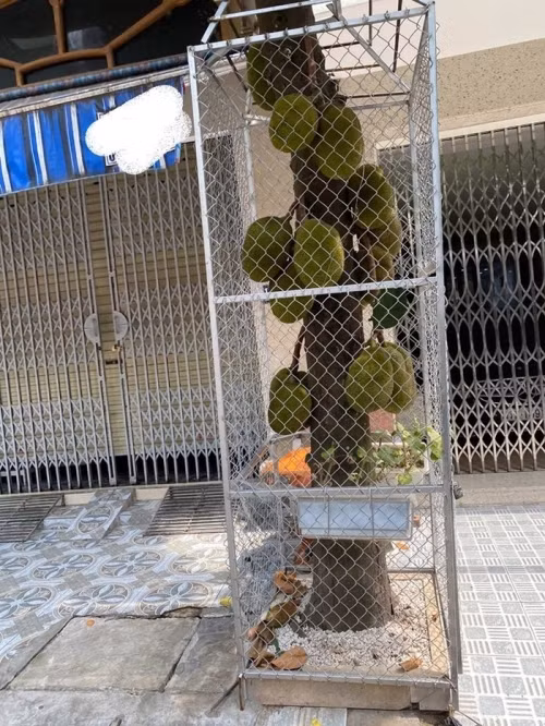 Bọc lồng sắt chưa yên tâm, các chủ nhà có mít chín cây còn làm cả khóa cho an toàn.