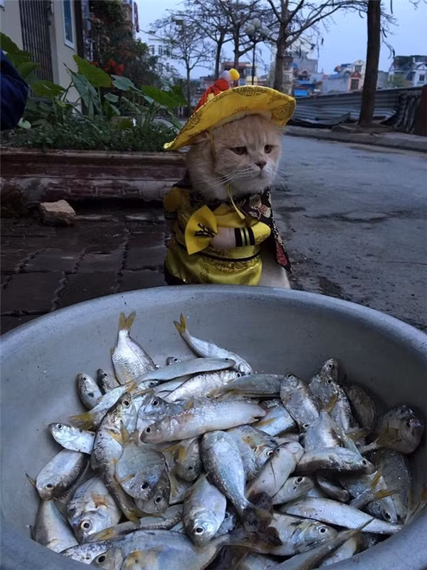 Tranh thủ cơ hội trên, rất nhiều "con sen" khác cũng khoe ngay "boss" của mình khi cho đi ra đường ngay bên dưới bài đăng.