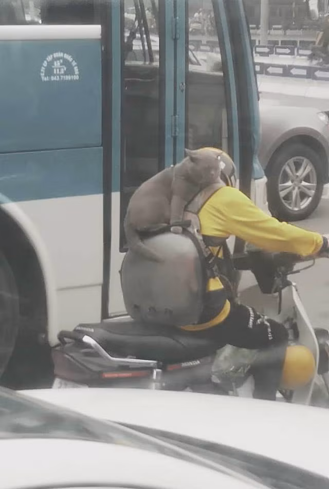 Điều đáng chú ý trong bức ảnh chú mèo được ví von là "chiếc khăn lông" đó là thái độ của thú cưng này khi phải ngồi ở vị trí đặc biệt như vậy lại vô cùng thản nhiên.