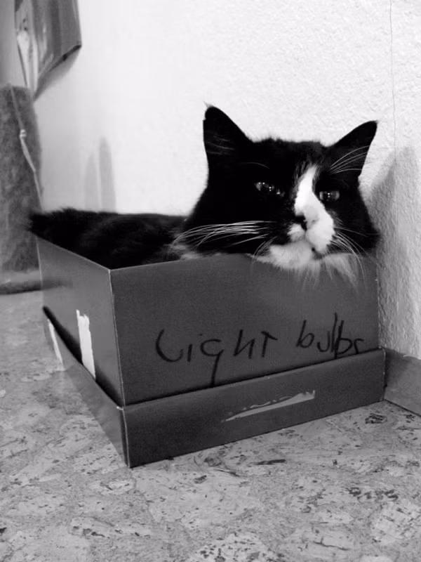 Chú mèo Henri Le Chat Noir trở nên nổi tiếng trong cộng đồng mạng sau một clip quảng cáo thức ăn cho mèo. Trong phim quảng cáo ta thấy tâm trạng chán nản của Henri với cuộc sống hiện tại, ngày ngày Henri cũng như nhiều chú mèo khác, mong muốn được thưởng thức một món ăn khác nhưng rồi lại thất vọng.