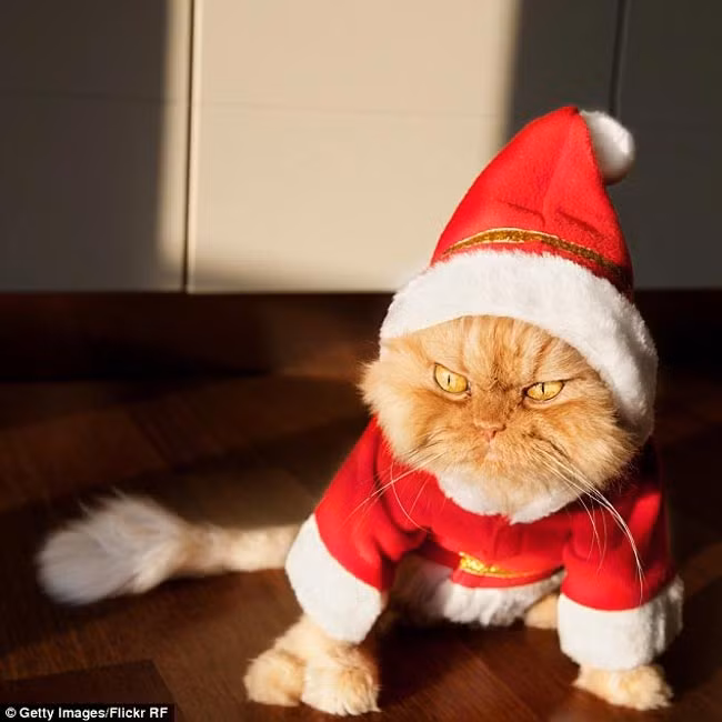 Chàng mèo cau có nhìn mặt có vẻ khó gần nhưng đáng yêu nhất thế giới. Garfi đến từ Thổ Nhĩ Kỳ với đôi mắt "xếch" ngược hết sức gầm ghì, hầm hố. Ở nhà Garfi là anh chàng vô cùng biết điều và vui tính, luôn mang lại niềm vui cho mọi người xung quanh. Tuy bình thường nhìn mặt rất dữ nhưng khi tắm tính cách này lại giảm đi đáng kể, bộ lông xù khiến mọi người tưởng chú béo cũng xẹp đi nhìn rất đáng thương.