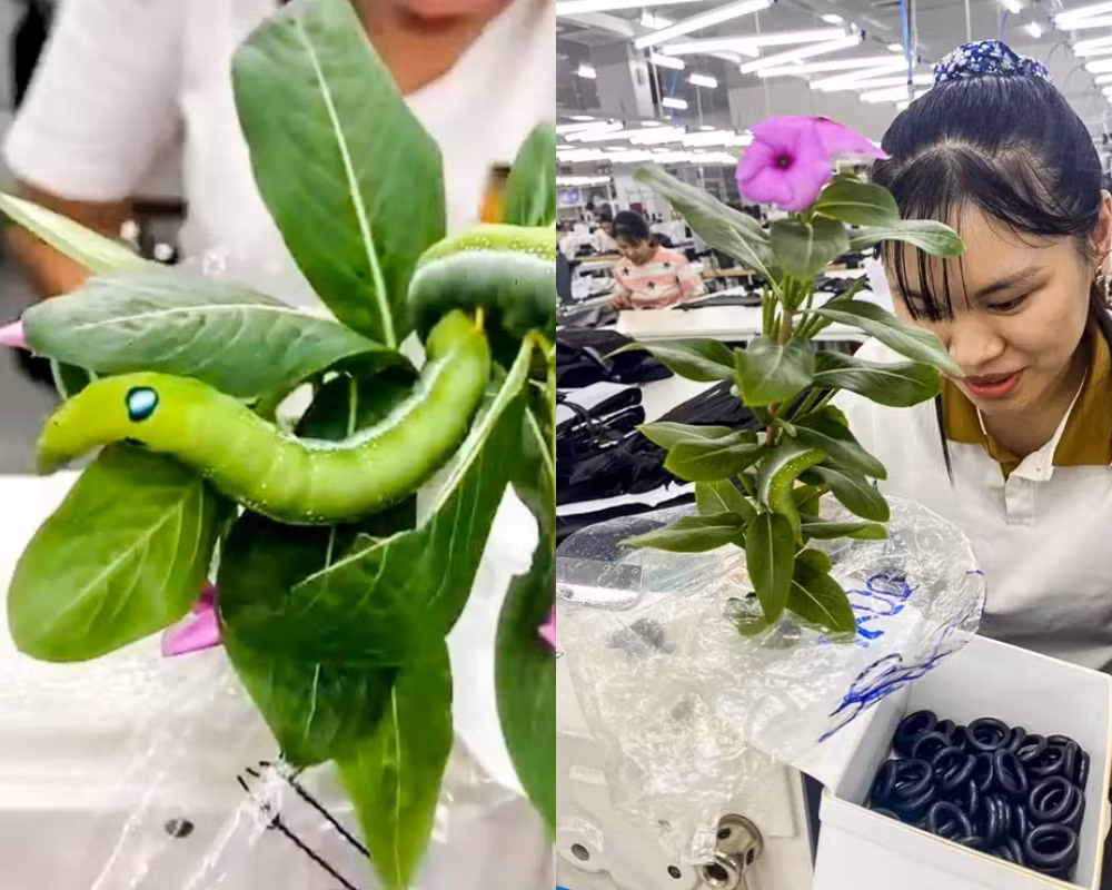 Chị Ánh chia sẻ, dãy dừa cạn trong khuôn viên công ty có nhiều con sâu tương tự nhưng chị Ánh vẫn phân biệt được đâu là “thú cưng” của mình.