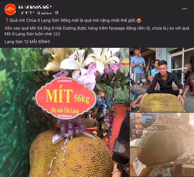 Nhiều người chia sẻ hình ảnh trái mít kèm nhận xét: "Quả mít chúa ở Lạng Sơn 56 kg mới là quả mít nặng nhất thế giới. Lạng Sơn mãi đỉnh!".