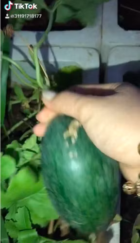 Trước đó, trên MXH hình ảnh quả dưa hấu tí hon cũng từng được một TikToker đăng tải và thu hút được sự chú ý của không ít cư dân mạng.
