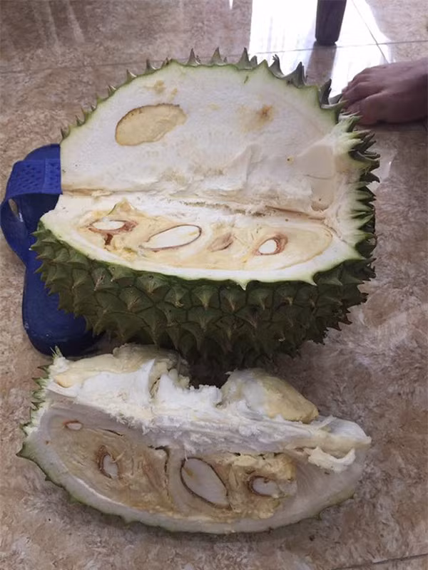 "Quả sầu này sinh ra dành cho những ai muốn giảm cân nhưng lại thèm ăn sầu" hay "Bất ngờ thực sự, tượng bạn kia chơi trò con nít hóa ra có múi thật"... là những bình luận dân mạng để lại dưới clip bổ sầu riêng mini mới đây.