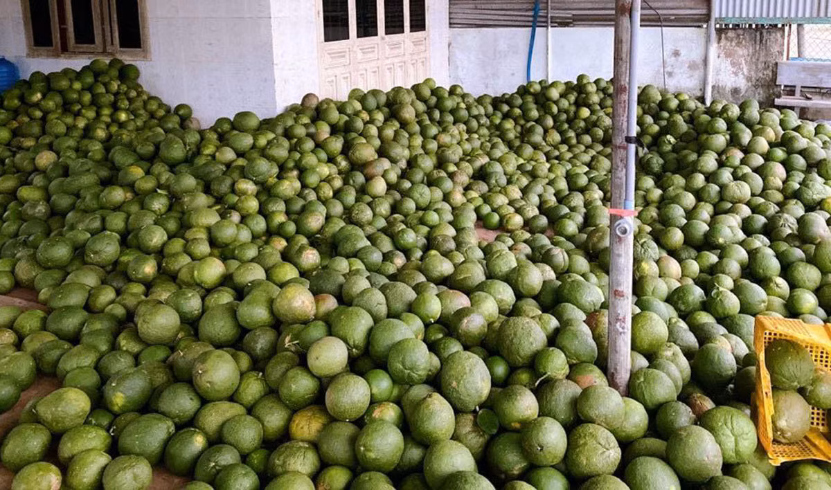 Càng phù hợp với việc "tích trữ" này, đó là những quả bưởi để được khá lâu, nhất là khi để một thời gian để bưởi "xuống nước" thì ăn sẽ càng ngọt.
