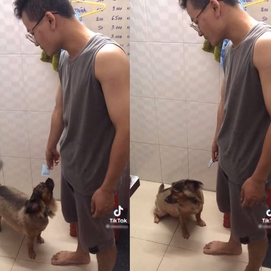 Có vẻ như sau đó chủ nhân của Mina đã phát hiện ra việc làm của cô chó nên nó đã phải đem trả số tiền đã lấy.