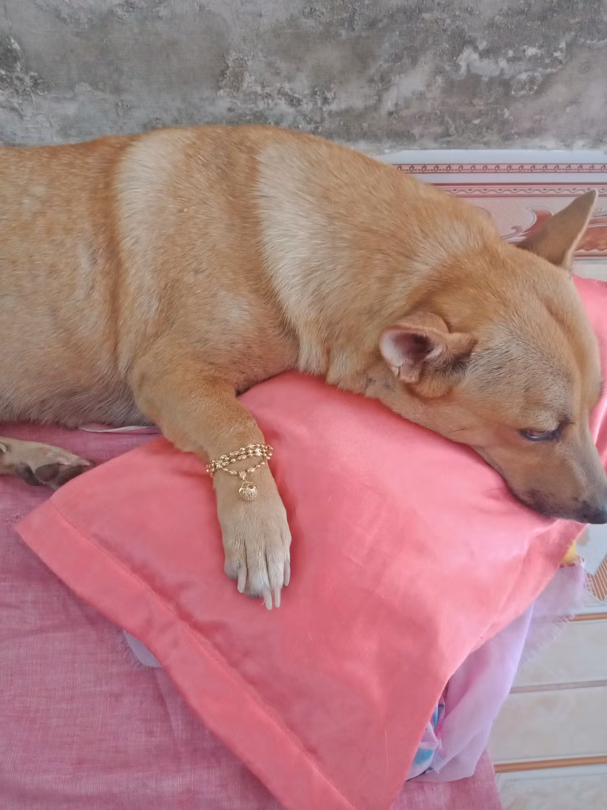 Ngay via Than Tai, chu cho khien netizen ghen ti vi... duoc mua vang