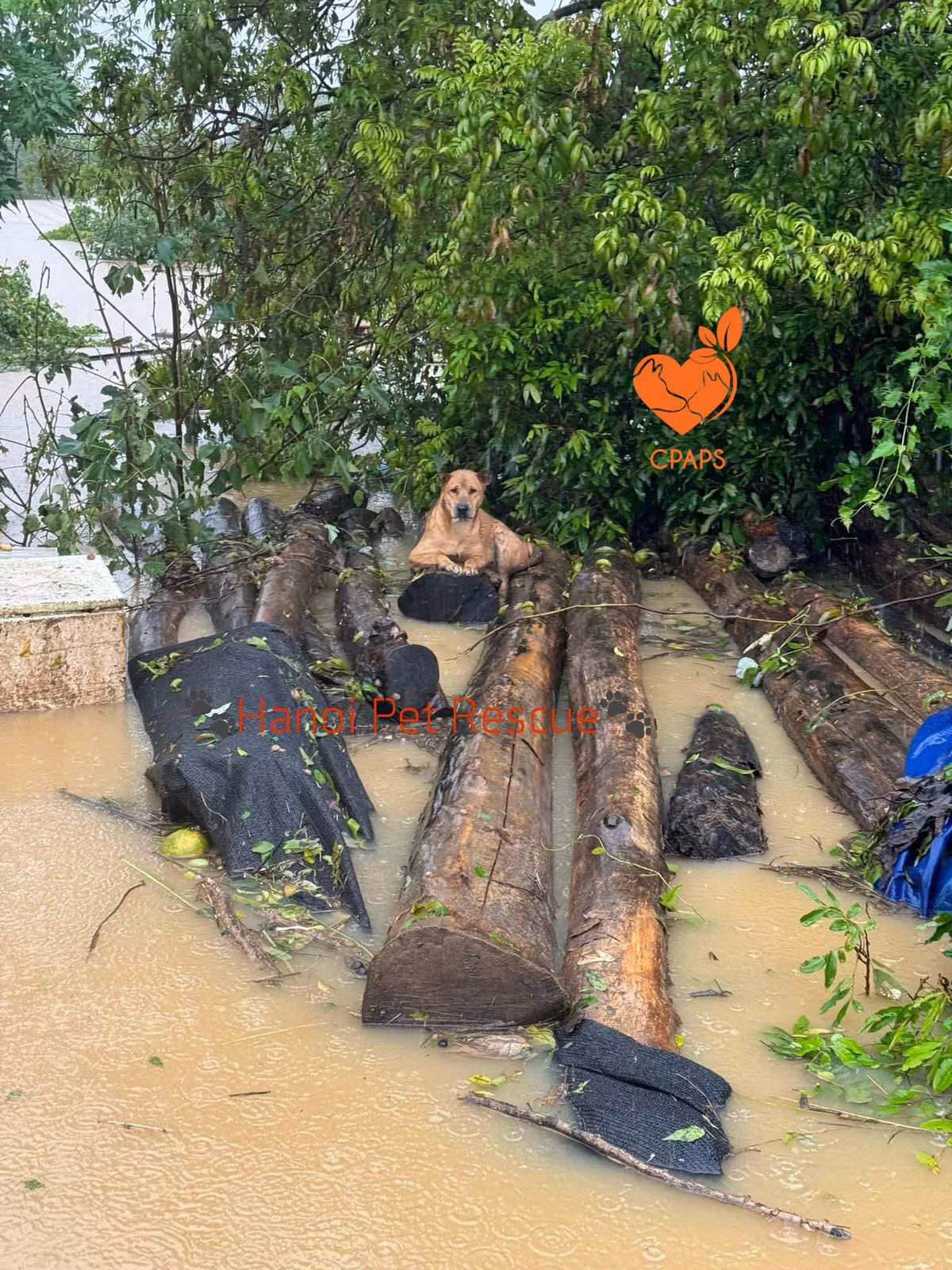 Trạm cứu hộ chó mèo Hà Nội cho biết có nhiều bé chó bị kẹt lại, phải bơi bì bõm và ngâm trong nước lạnh cả đêm. Người dân trong khu vực đã được di dời đến nơi an toàn, số lượng các bé may mắn được chủ mang theo cùng lại rất ít.