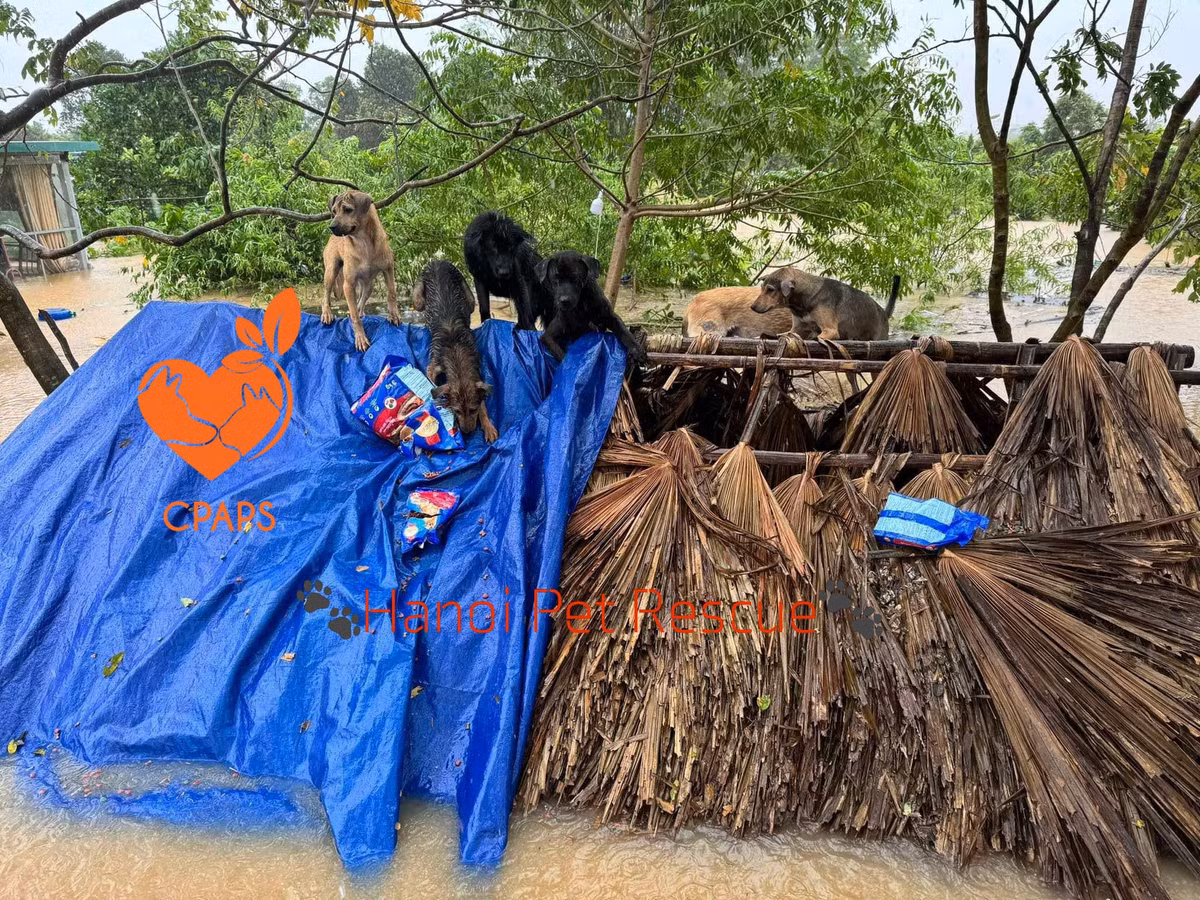 Mấy đứa đã nhịn đói vài ngày và bì bõm bơi nước lạnh cả đêm qua rồi. Nhìn đứa nào cũng xơ xác đến tội. Vài ngày nữa khi thuyền bè không quá tải với việc chuyển người, tụi mình sẽ vận chuyển các bé yếu và già về phòng khám. Hiện tại thì may chưa có bé nào cần chăm sóc y tế kiểu cấp cứu cả. Nhưng nếu mưa nhiễm nặng quá lâu thì cũng chưa biết nói trước thế nào". Đại diện Trạm cứu hộ chó mèo Hà Nội chia sẻ.