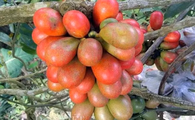 Cây ra hoa, đậu quả từ tháng 2-6 hàng năm và bắt đầu chín từ cuối tháng 6 kéo sang đầu tháng 7.