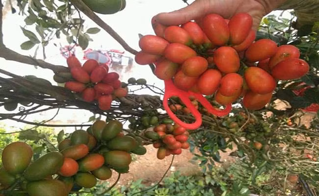 Khi chín, chùm quả chuyển dần từ màu xanh sang màu phớt hồng, khi đủ chín thì chuyển sang màu đỏ tươi như máu, chín kỹ sẽ chuyển sang màu tím đen.