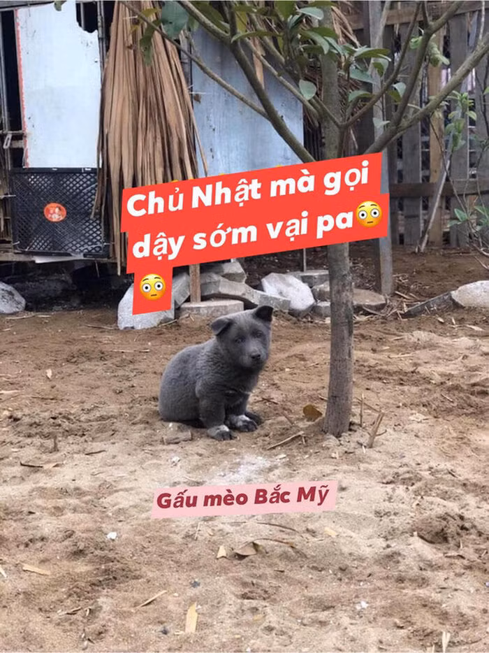  Nguyễn Văn Dúi bất ngờ trở thành “idol” làm mưa làm gió trên mạng xã hội bởi có gương mặt “cà khịa” với các biểu cảm độc lạ, điều này một phần đến từ vóc dáng bụ bẫm.