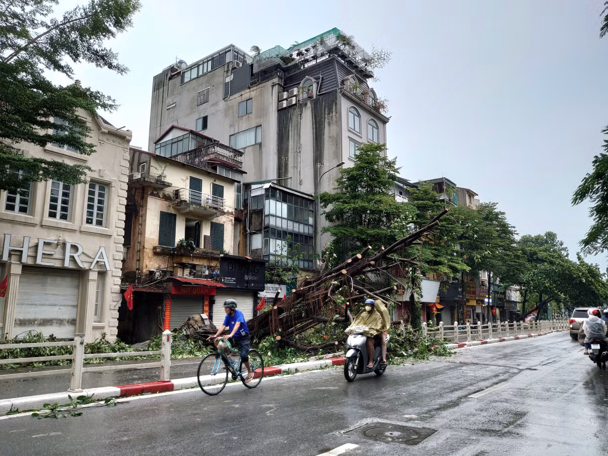 Có mặt trên nhiều tuyến đường Hà Nội sáng 8/9 sau khi bão Yagi quét qua, nhiều người dân không khỏi tiếc nuối khi chứng kiến những cây cổ thụ bị đổ.