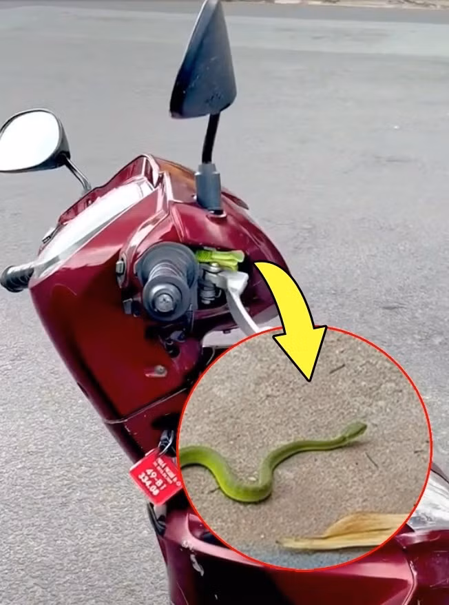 Theo chủ clip cho biết, cô và nhóm bạn thân lên Đà Lạt du lịch. Để thuận tiện di chuyển, cả nhóm đã quyết định thuê xe máy ngay trong thành phố. Tuy nhiên, sau khi đã đi cả ngày trời, cô mới nhận ra sự xuất hiện của một vị khách bất ngờ.
