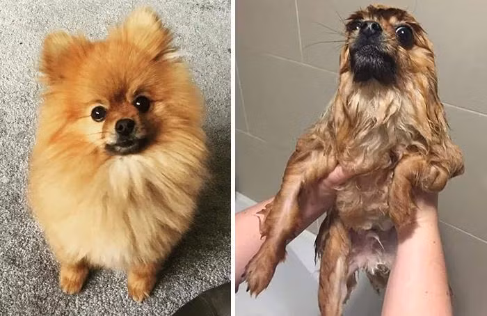 Nhanh lên, sấy lại xù cho em!
