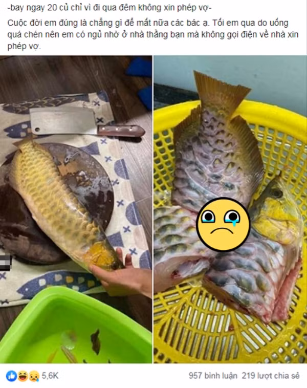 Được mệnh danh là "đế vương" trong thế giới cá cảnh, cá rồng khiến biết bao người "say mê", chấp nhận bỏ ra hàng chục triệu hay tiền tỷ để sở hữu. Thế nhưng, "hồng nhan bạc phận" là có thật khi mới đây, chỉ vì chủ đi nhậu, vợ gọi không về nên chú cá xấu số bị đem ra để trút giận.