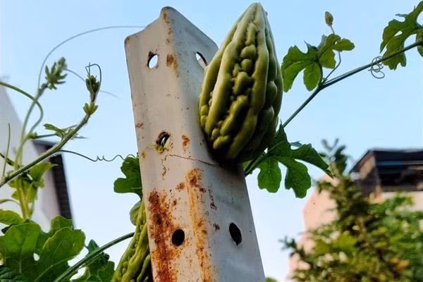 Sau khi đoạn clip đăng tải về quả dưa hấu mọc ngang trái xuất hiện, dân mạng đã chia buồn với chủ vườn với lòng cảm thông thực sự.