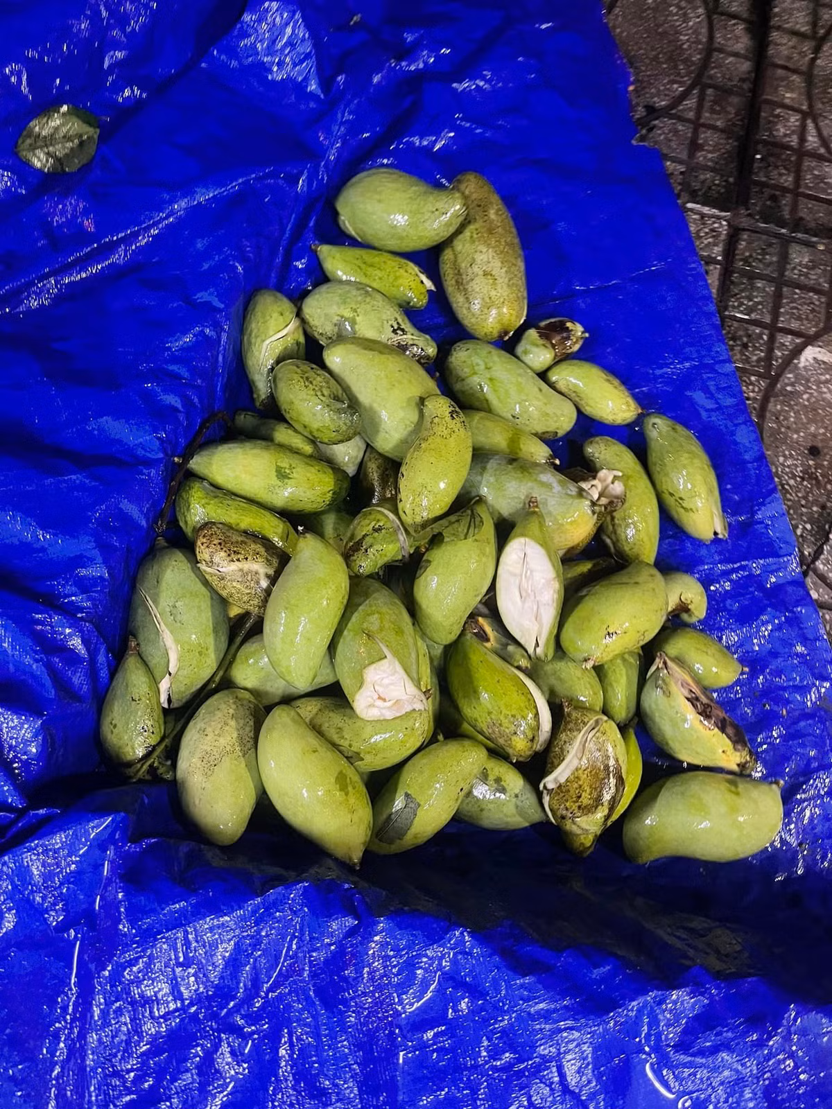 Với những quả xoài xanh này, nhiều người đã hiến kế chế biến ra sao để được món ngon.