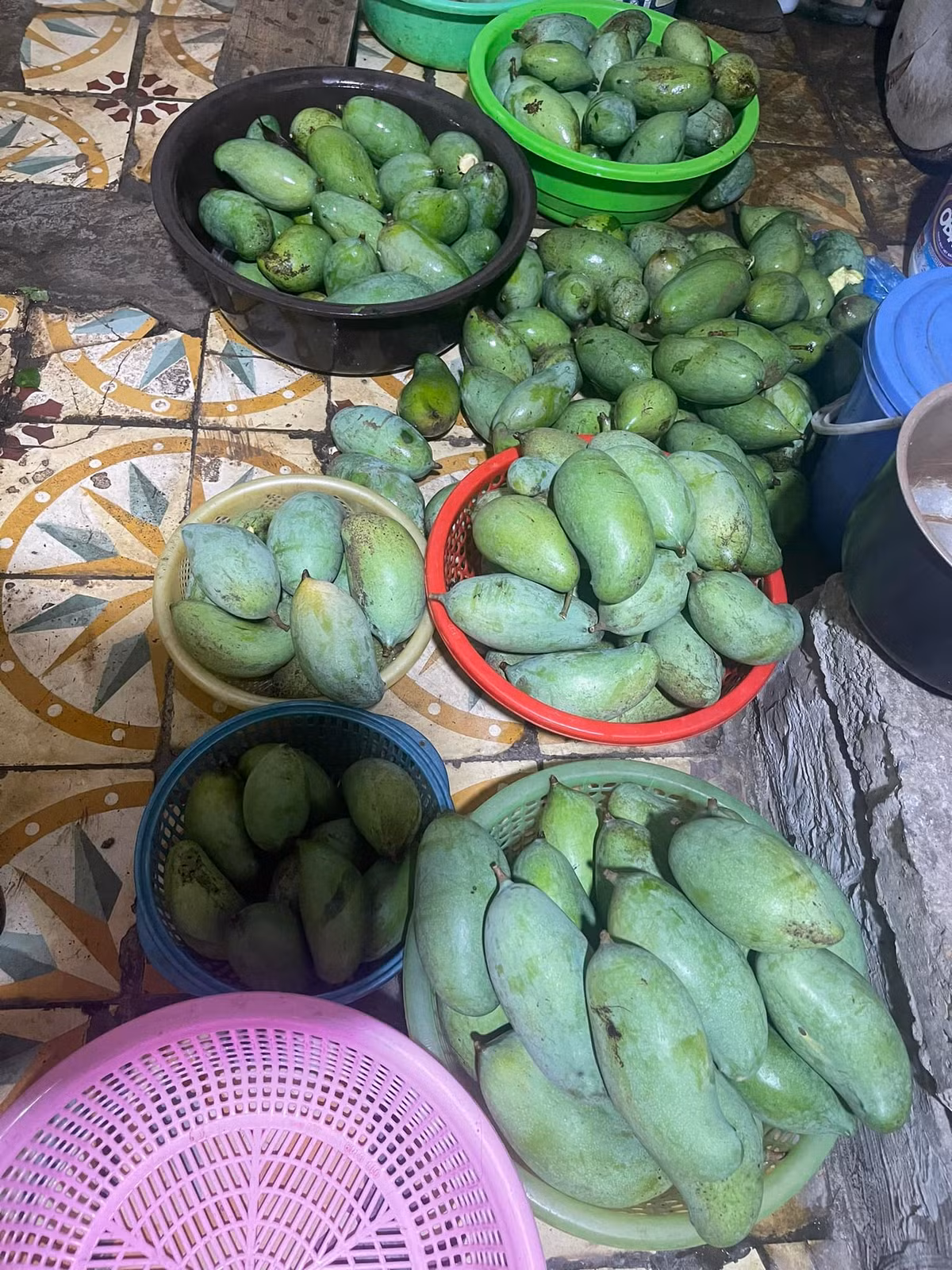 Xoài đủ các kích thước được người dân nhặt về sau trận bão Yagi.