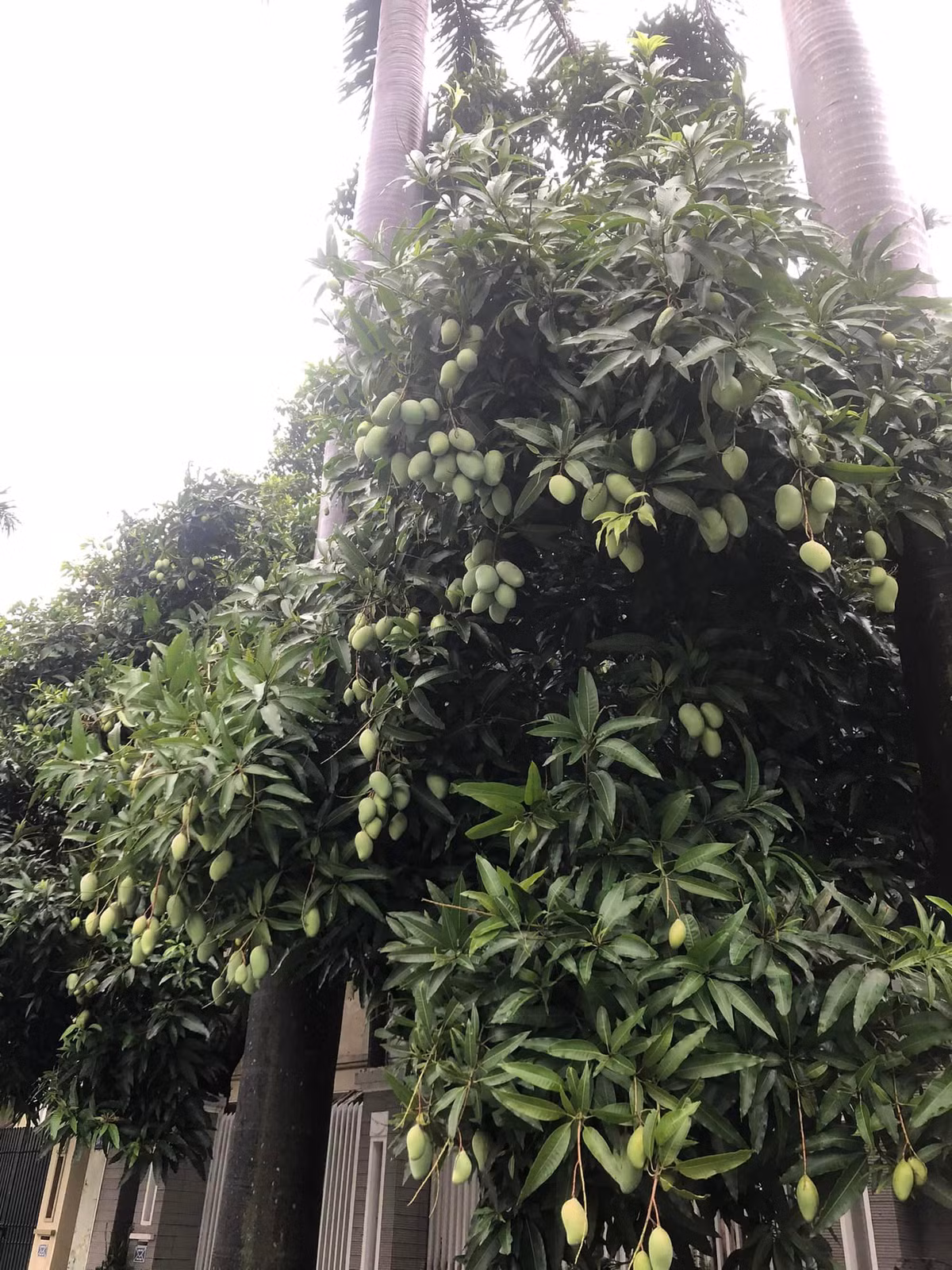 Cây xoài trĩu quả hiểm có trụ lại được sau gió bão Yagi.