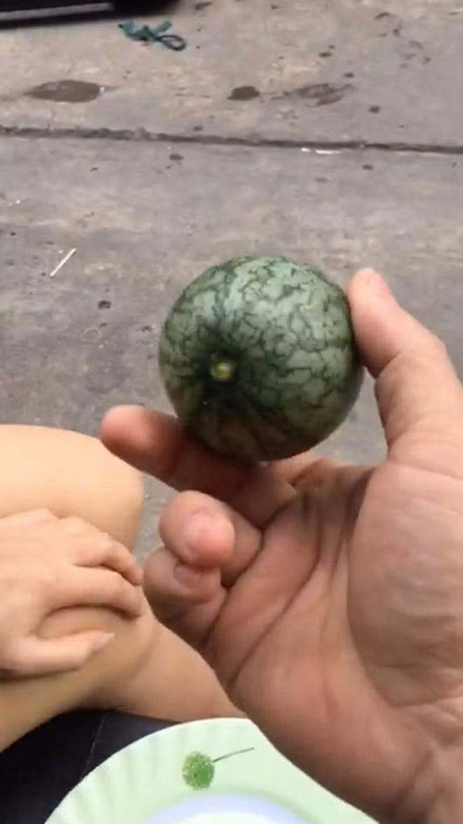 Khoảnh khắc quan trọng nhất trong đoạn clip được hé lộ đó là bổ dưa.