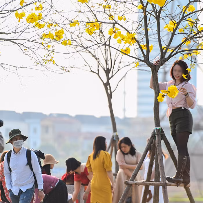 Thậm chí, có chị em còn không tiếc trèo hẳn lên cây hay hàng rào bảo vệ cây để đến gần hơn với những bông hoa rực rỡ.