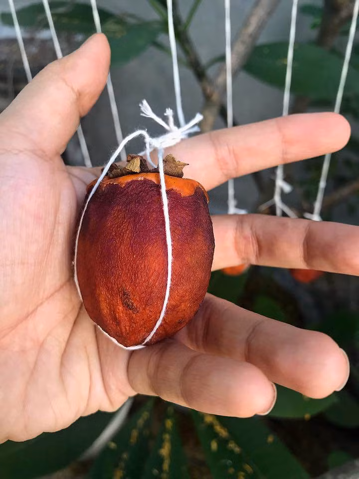 Tại sao người ta làm được quả hồng nhìn xịn như ngoài quán bán mà hội chị em vất vả nửa tháng chỉ được một mớ hồng mốc.