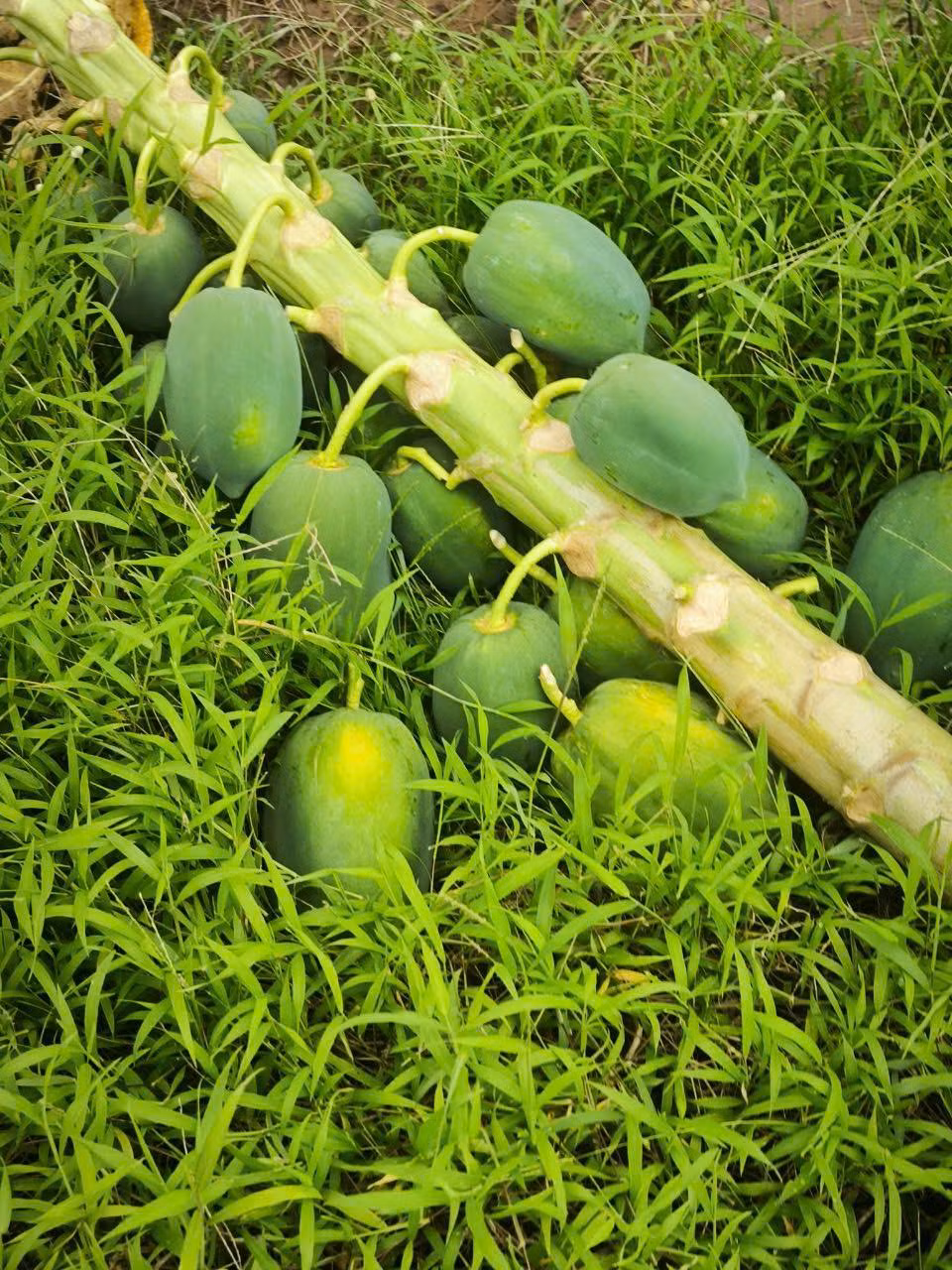 Chuối và đu đủ tuy còn xanh nhưng hoàn toàn có thể tận dụng để chế biến rất nhiều món ăn. Chuối xanh có thể dùng để nấu, đu đủ xanh có thể là nộm hay trộn gỏi. Giá bán cũng chỉ có 5k/kg chuối và 6k/kg đu đủ.