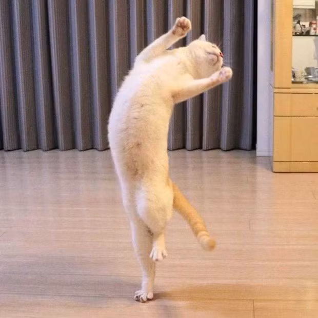 Phần nhảy hip hop được dân tình soi ra là cùng một chú mèo, bởi căn phòng và sàn gỗ khá giống nhau, bộ lông và khuôn mặt chú mèo cũng là một, có thể đó là một chú mèo tây. Nhưng soi đến "quàng thượng" chân bó bột ở dưới thì ai cũng quả quyết đây là mèo ta.