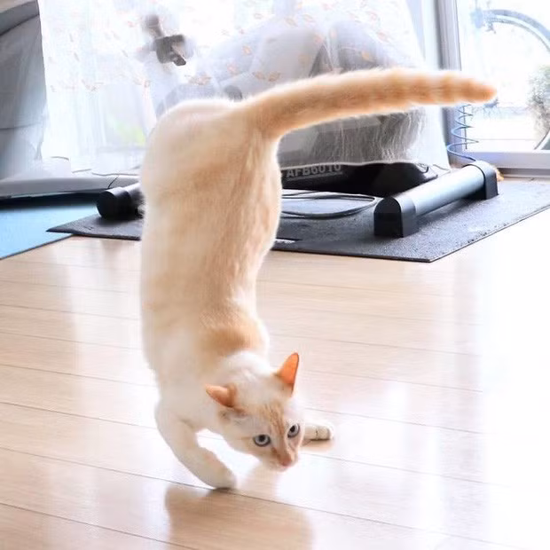 Dù là ảnh ghép nhưng kết cấu của câu chuyện chú mèo nhảy hip hop khá hợp lý và hài hước.