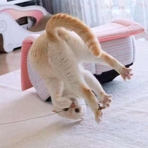 Tuy nhiên, sau khi những bức ảnh độc đáo này được chia sẻ khắp nơi thì nhiều người tinh ý phát hiện ra đây chỉ là một trò đùa của một ai đó vui tính.