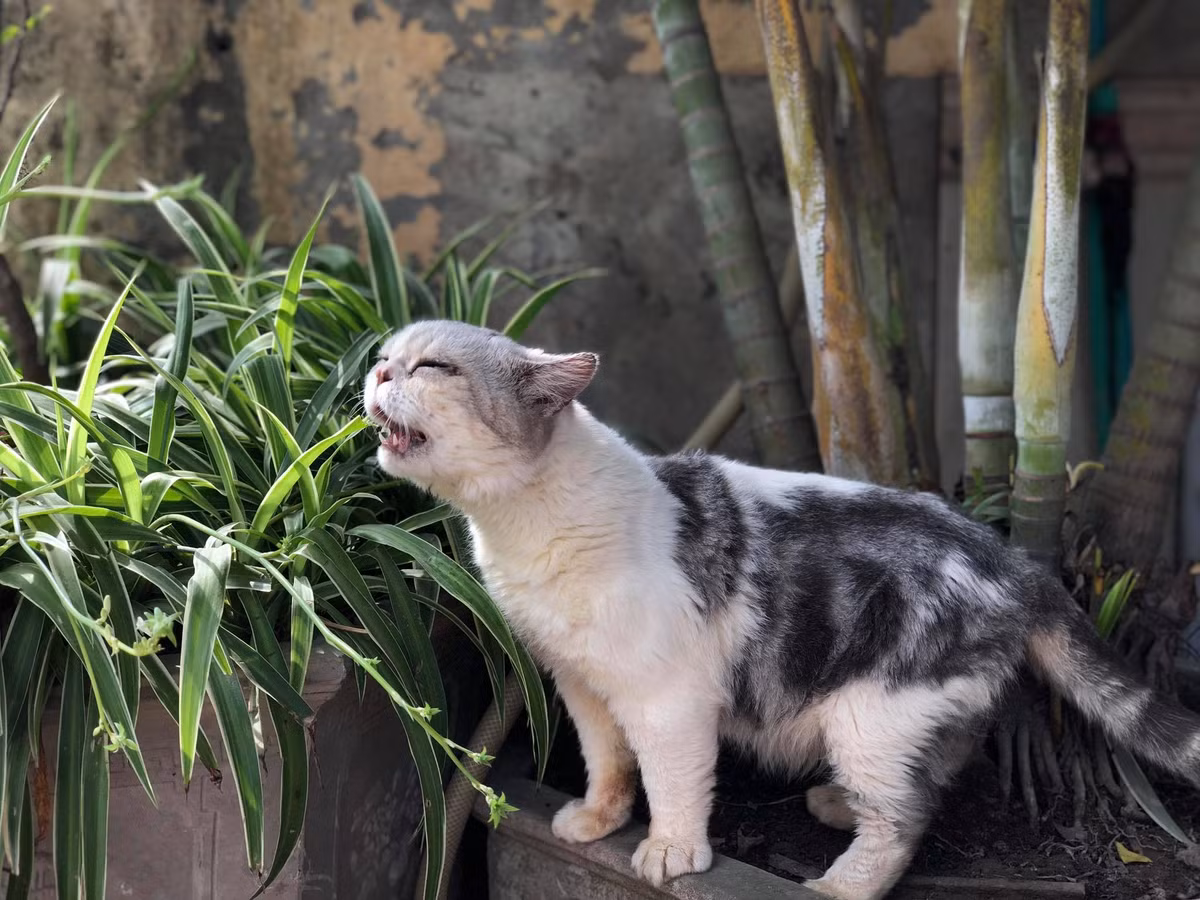 Chia sẻ về những khoảnh khắc của mình, Nhật Hoàng nói: "Bộ ảnh mèo mình chụp ở Linh Đàm lúc với người yêu đang ăn bánh tráng trộn những ngày trước dịch, nó ngửi mà không ăn được bánh tráng nên quay ra dỗi thế. Sau bạn gái mình có cho nó ngửi trứng cút luộc với thịt bò khô thì cũng không ăn"