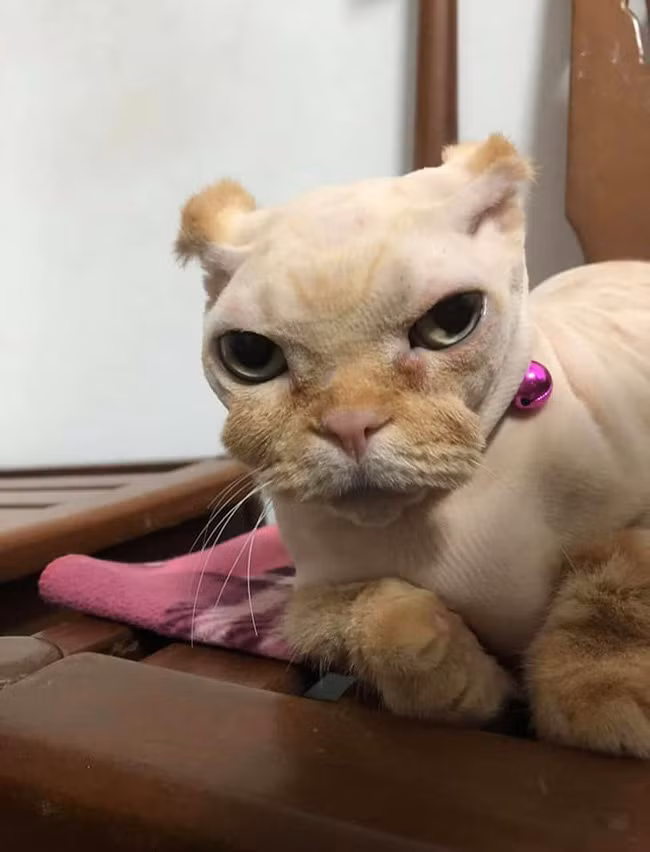 Mới đây, từ một chú mèo sở hữu vẻ ngoài rất đáng yêu với đôi mắt tròn như bi ve, lông màu vàng dài mềm mại nhưng trở nên thảm hại khi bị "con sen" đem ra tỉa lông.