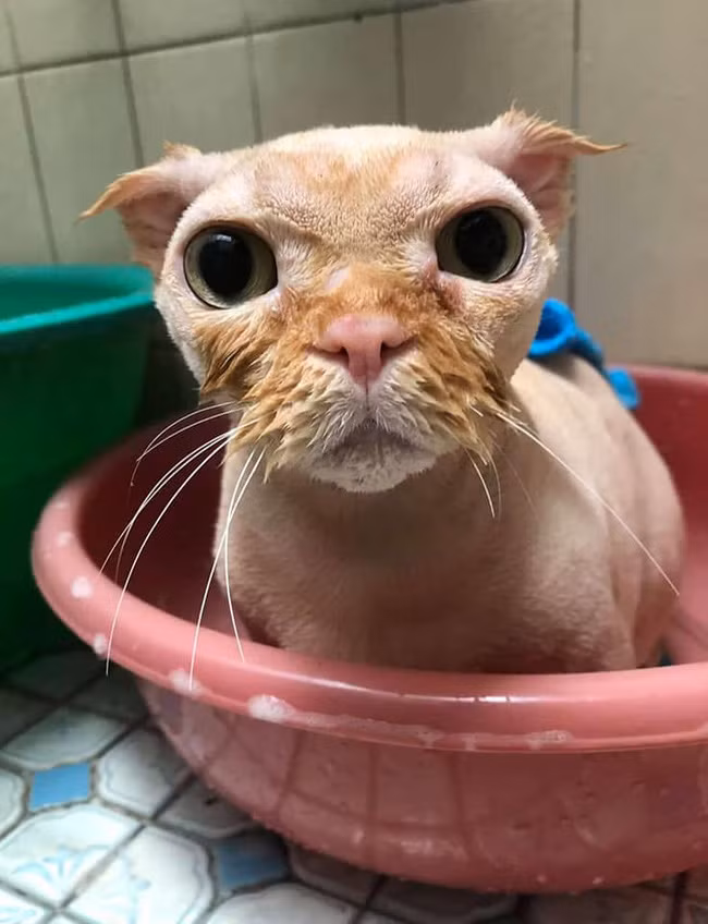 Nhưng có lẽ "sen" không thể ngờ được lại khiến "quàng thượng" của mình nhận cái kết đắng nghét như vậy.
