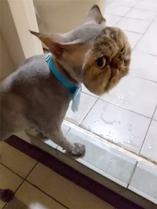 Ở bất cứ khung hình nào, góc chụp nào, chú mèo đều tỏ ra hằn học, đểu giả. Bộ dạng như thể sắp ăn tươi nuốt sống bất cứ kẻ nào dám động vào mình!