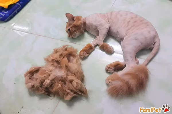 Bộ dạng sau đó của chú mèo quả thật vo cùng thảm hạ. Nói như một số dân mạng thì mèo ta từ "con nai vàng ngơ ngác" giờ tan nát hình tượng, thành kẻ "đầu trộm đuôi cướp".