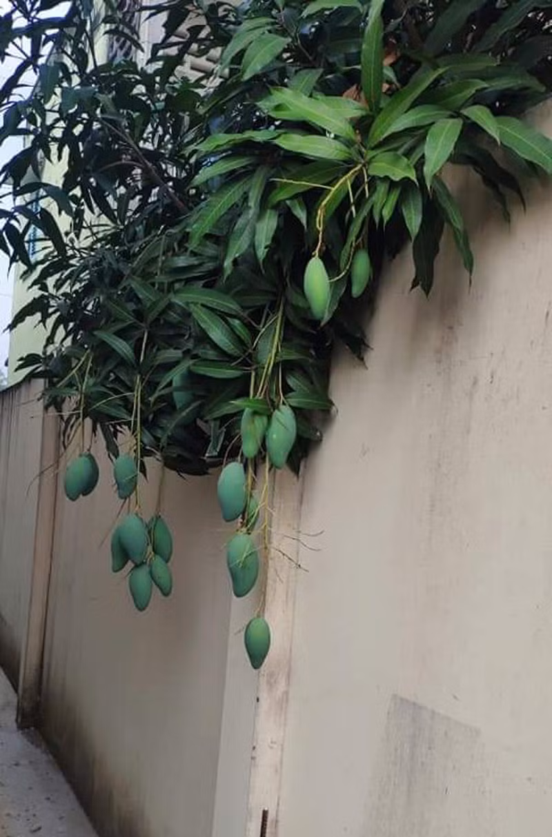 Chẳng chủ nhà nào muốn trồng cây ăn quả mình ngày ngày chăm bẵm đến lúc chuẩn bị thu hoạch lại đi sang hàng xóm nhưng điều này lại không ít lần xảy ra.