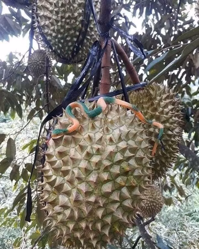 Trong trường hợp vượt qua "cửa ải" của ma-nơ-canh thì trộm phải đương đầu với khó khăn khác. Chủ vườn sầu riêng treo những con rắn nhựa đủ màu sắc rồi treo lên các cành cây để dọa những tên trộm.