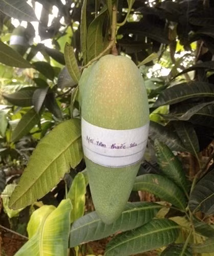 Từng mẩu giấy nhắn gửi tới những tên trộm rằng cây xoài có phun thuốc.