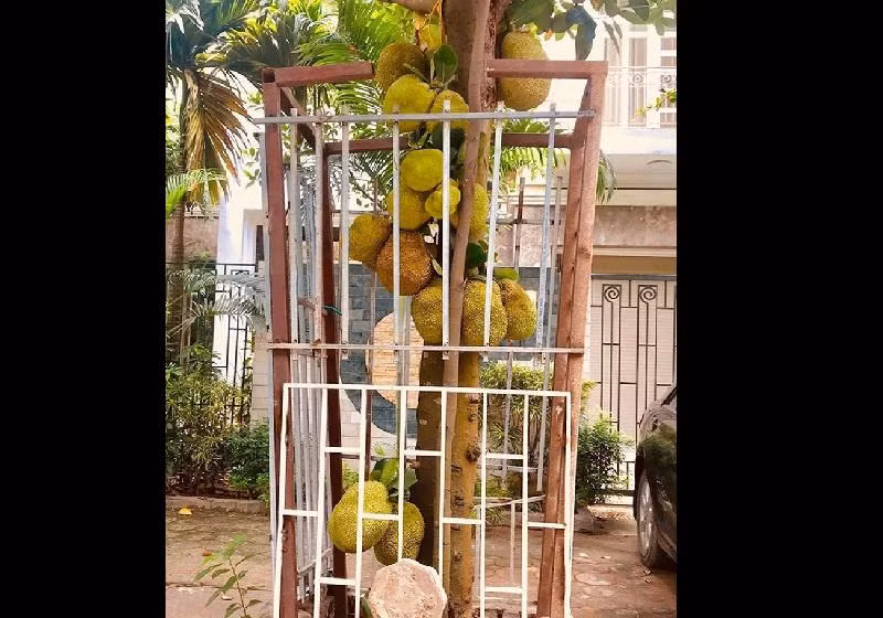 Dưới phần bình luận, không ít người để lại lời khen với cách bảo vệ sầu riêng cực thông minh của vị chủ vườn.