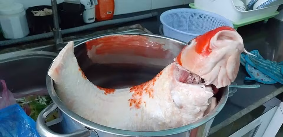 Cụ thể, trong câu chuyện được đăng tải kèm những bức ảnh làm thịt cá chép Koi, cô vợ cho biết chồng cô là người ham nhậu, gọi 4, 5 lần không được nên đã dọa làm thịt cá. Người chồng nghĩ rằng, vợ chỉ đùa vì giá trị con cá quá lớn nhưng sự thật không phải vậy, cô vợ chẳng ngần ngại "xả thịt" con cá cho vào nồi kho.