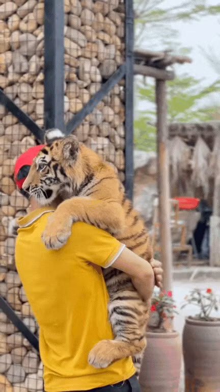 Mặc dù chỉ mới xuất hiện trên TikTok từ đầu tháng 3, bé hổ tên Ngao đã cực kỳ viral với kênh TikTok thu hút 1,8 triệu lượt thích.