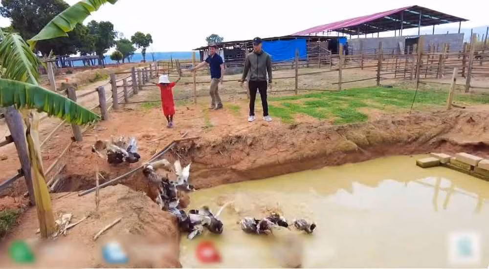 Quang Linh tỏ ra hài lòng và biết ơn vì các quản gia đã chung tay xây dựng trang trại. Trong 2 tháng anh đi vắng, ở trang trại đã làm thêm nhà để xe đầu kéo, hoàn thiện chuồng thỏ, cỏ cũng trồng sẵn rồi nhưng chưa mua được giống. Trang trại rất bận rộn, vì đang ưu tiên trồng củ đậu và ngô để đón mùa mưa.