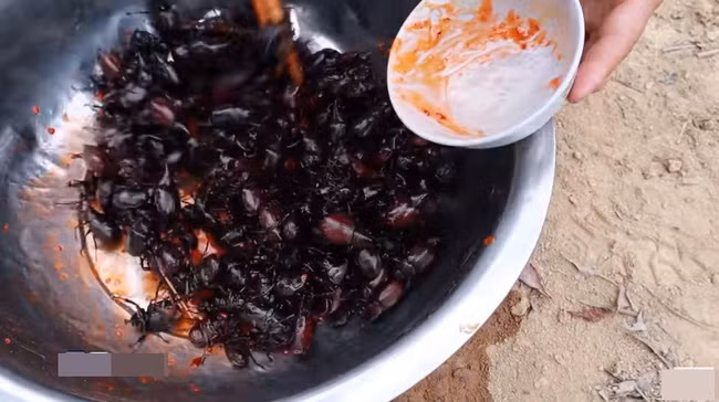 Côn trùng là loài động vật có mùi khá hôi nên việc ăn chúng khi còn sống dường như là điều bất khả thi. Ấy thế mà một số Youtuber vẫn dùng cách này để câu view cho kênh của mình.