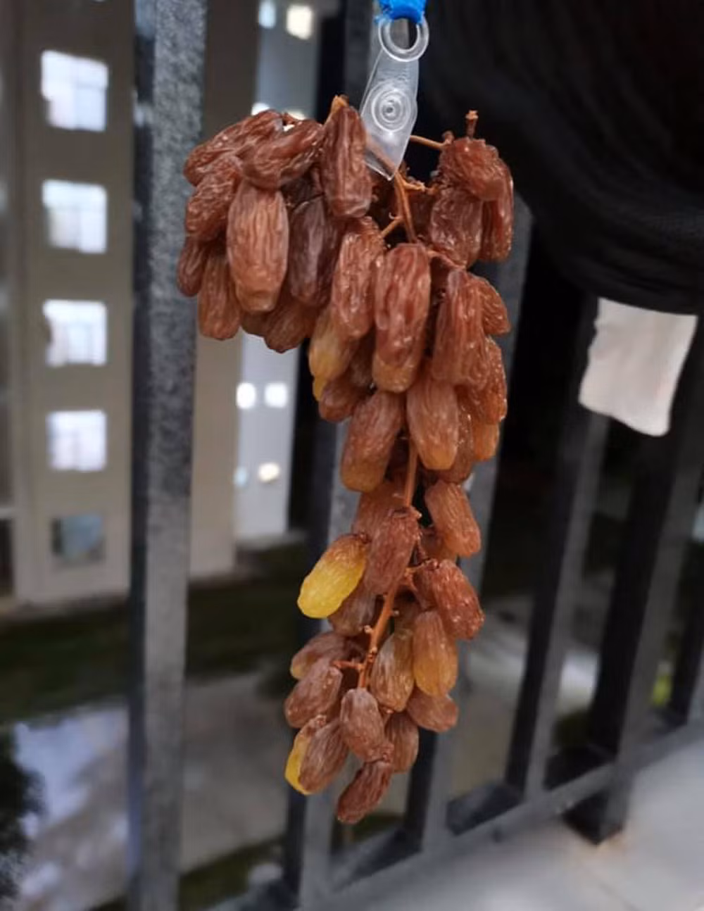  Chùm nho mọng quả được treo trên ban công. Sau đó là hàng loạt những tấm ảnh ghi lại quá trình biến nho tươi thành nho khô.
