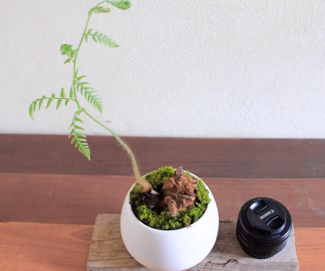 Giá của cây dương xỉ phụ thuộc chính vào dáng, sau đó là đến chủng loại.